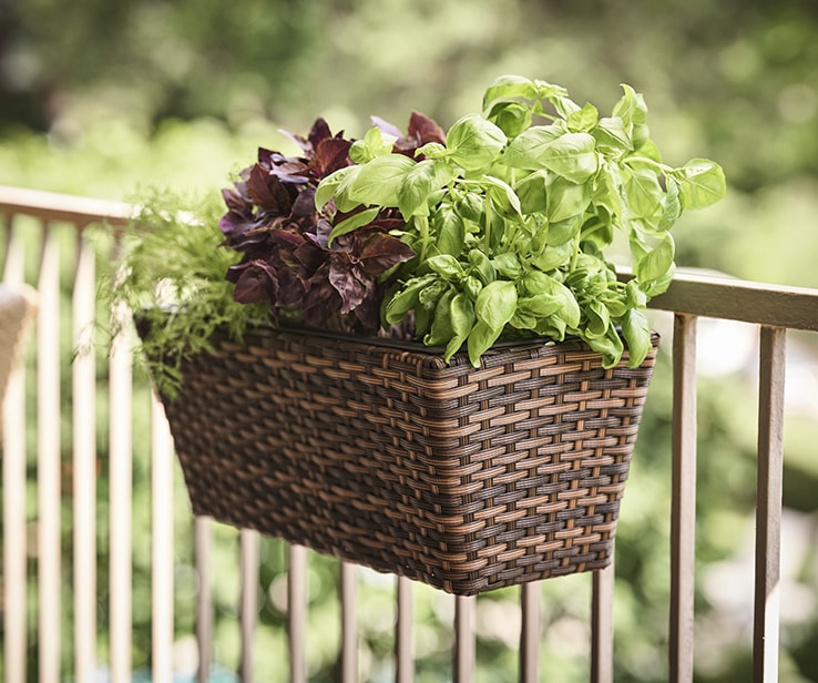 Container garden with fresh herbs