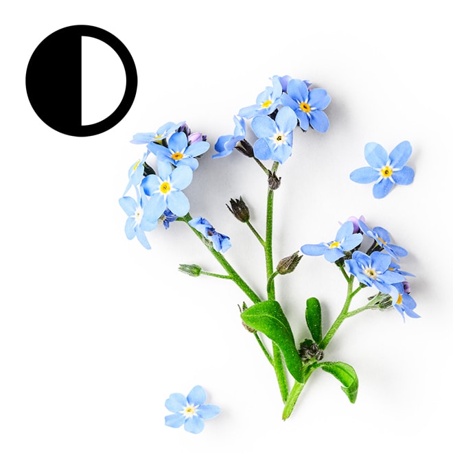Myosotis Myosotis