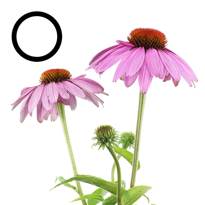 Échinacée Échinacée