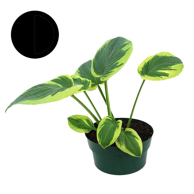 Hosta Hosta
