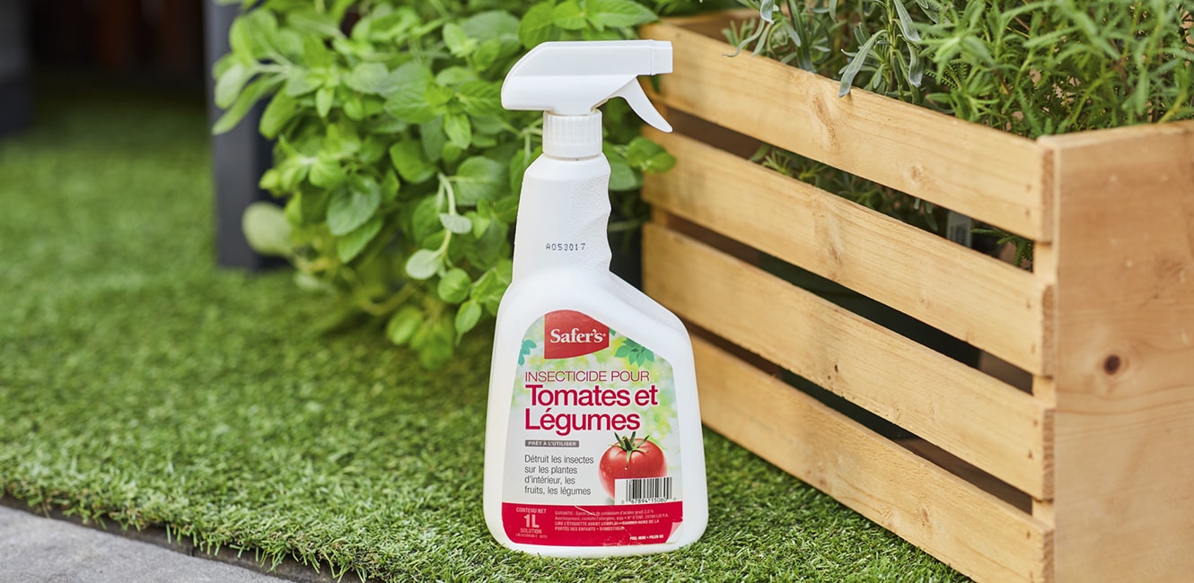 Organic insecticide for the garden