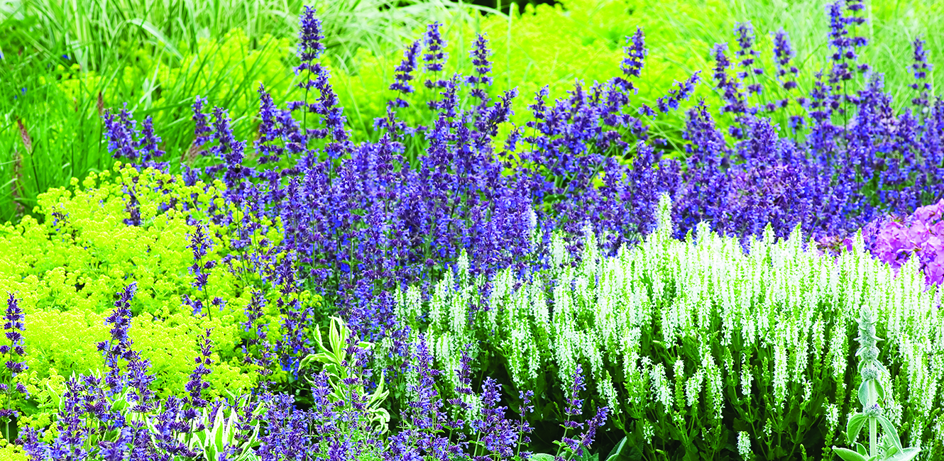 Plate-bande avec plusieurs variétés de fleurs Plate-bande avec plusieurs variétés de fleurs