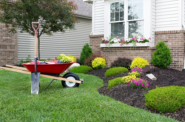 Small shrubs with black mulch Small shrubs with black mulch