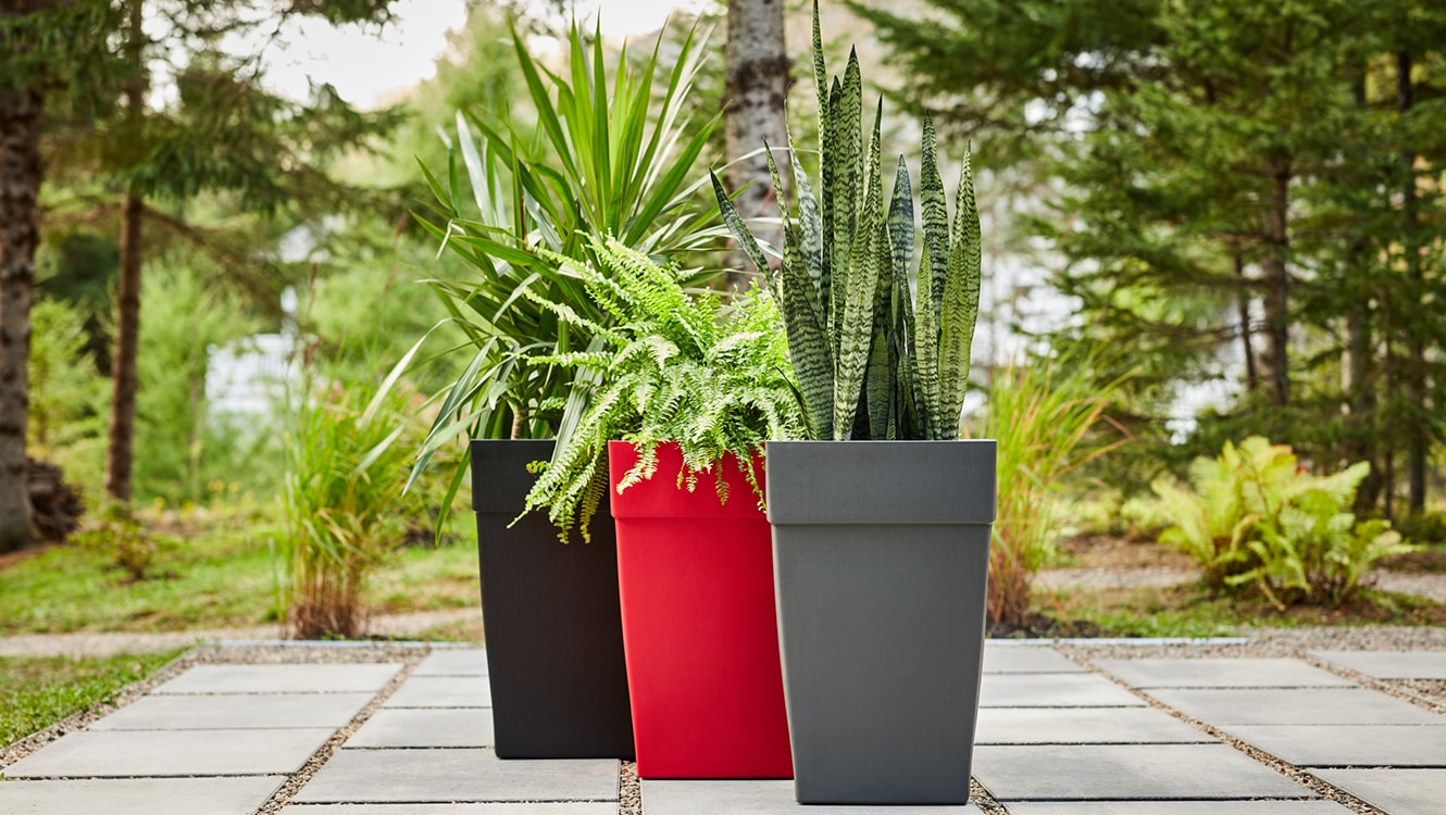 Three large planters with tall plants Three large planters with tall plants