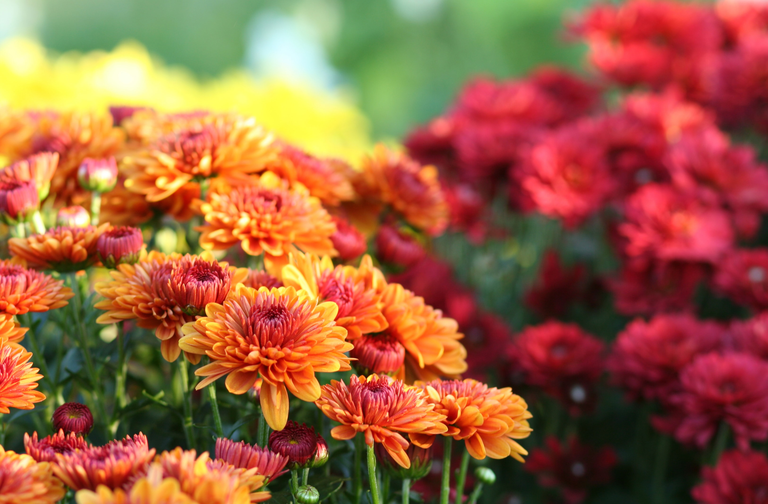 Orange and red fall mums