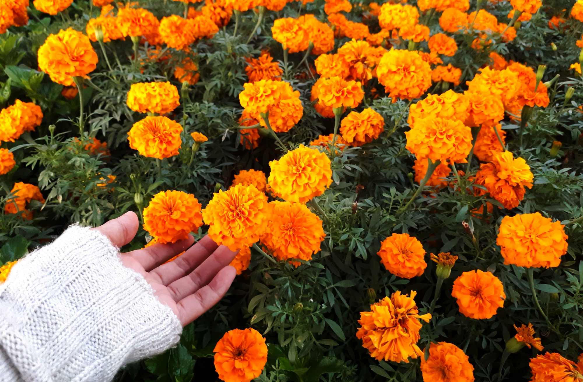 Hand touching a bunch of yellow and orange marigolds
