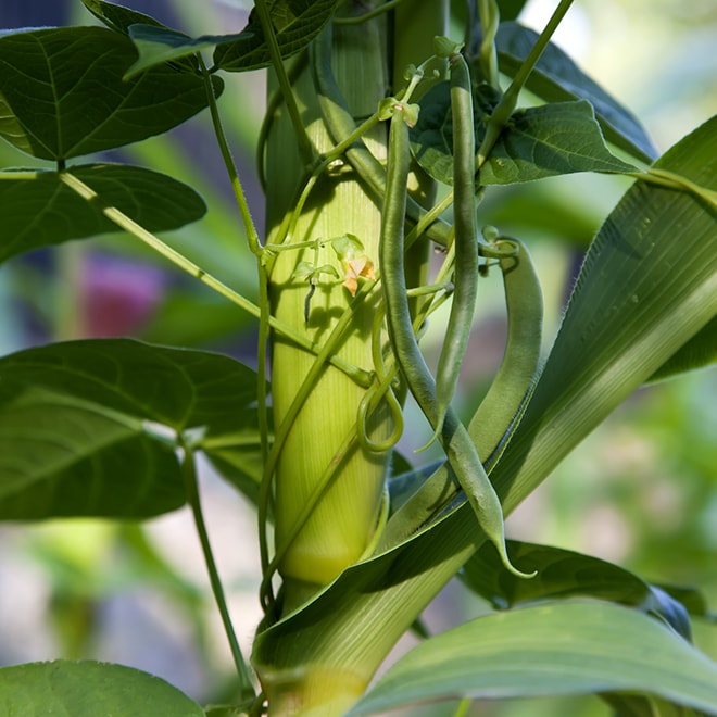 Beans climbing on a corn stalk