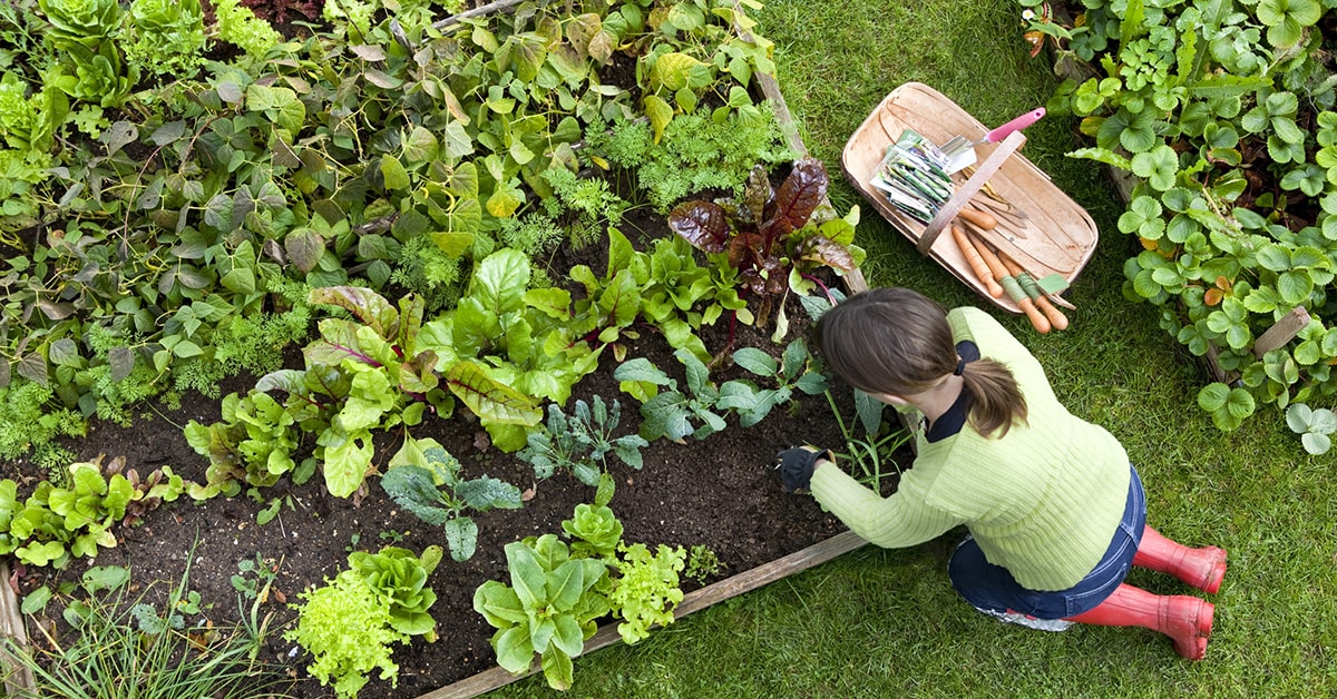 Women tending to a vegetable garden
