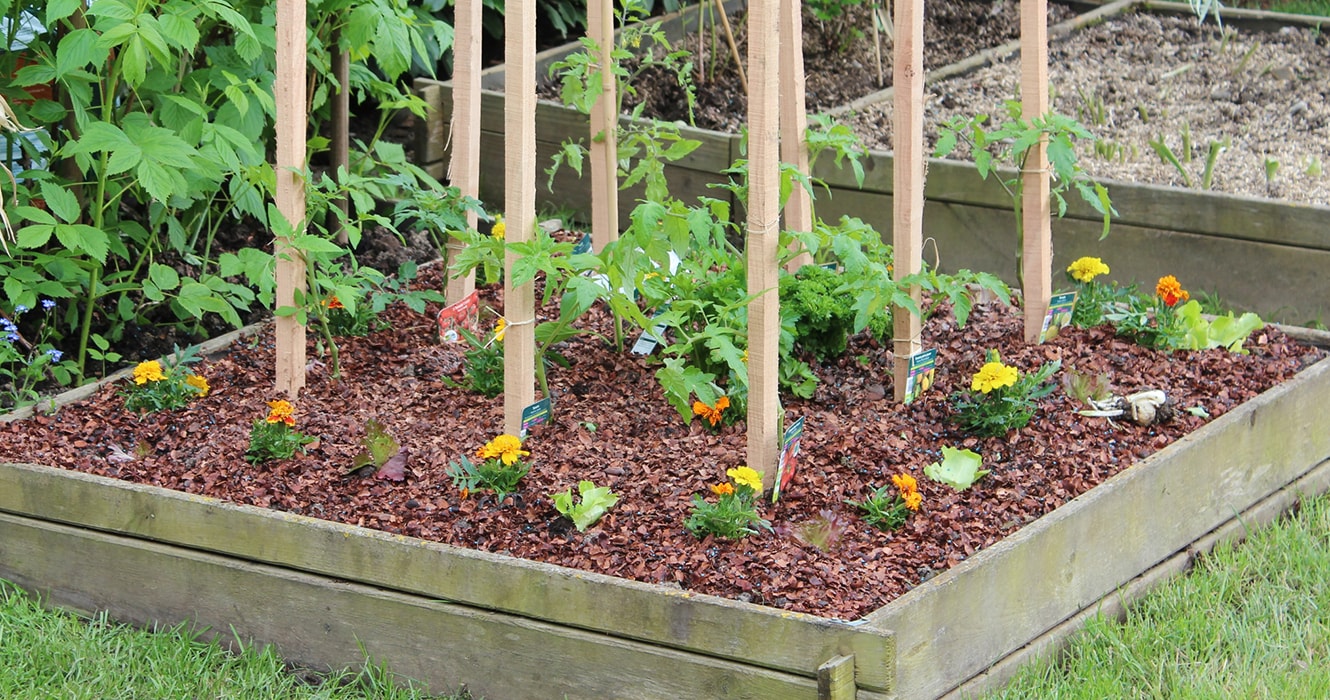 Small tomato plants surrounded by a row of orange flowers