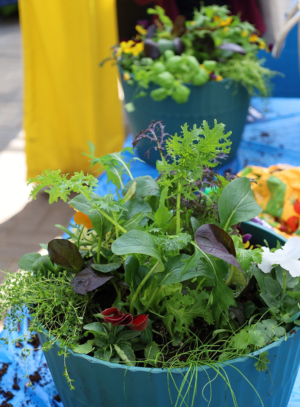 Jardinage en pot : créer un arrangement floral extérieur