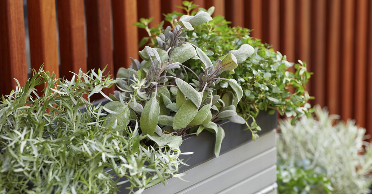 Jardinage en pot : créer un arrangement floral extérieur