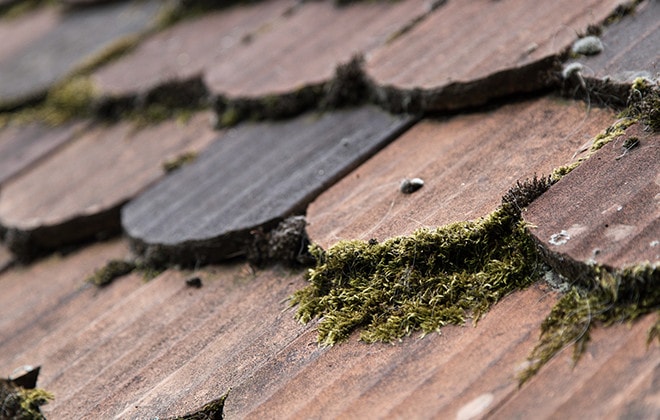 Shingled roof covered in moss