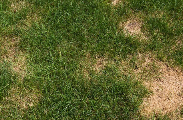 Grass with yellow bald spots