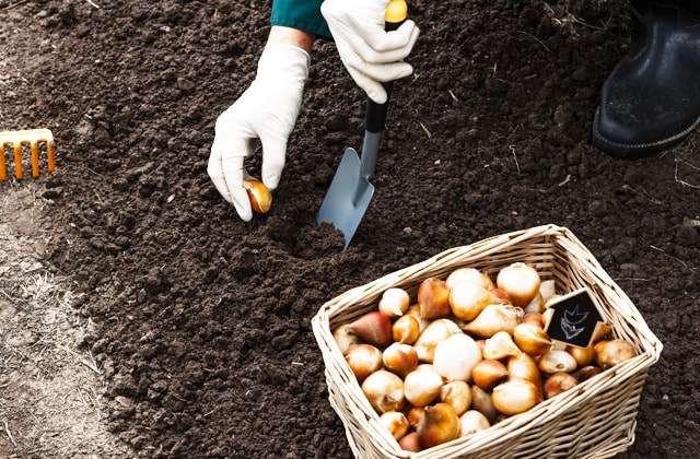 Person planting flower bulbs
