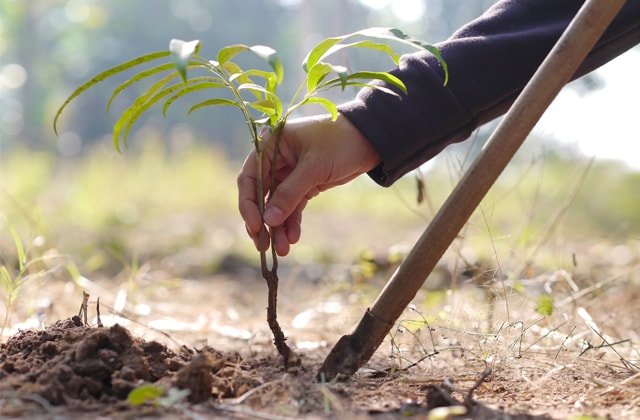 Person planting a small tree