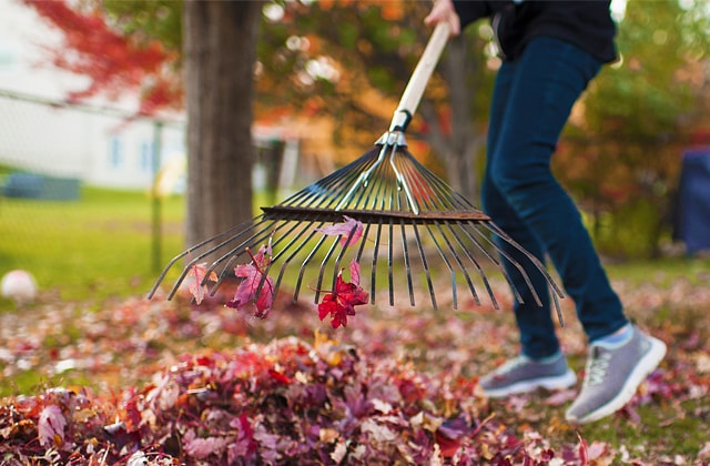 Person raking up fallen leaves