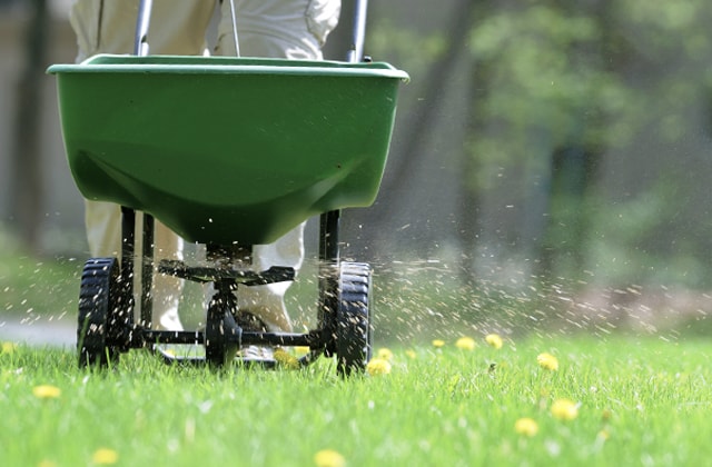 Person spreading lawn fertilizer