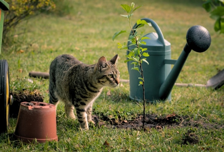 Petit arbre récemment planté Petit arbre récemment planté