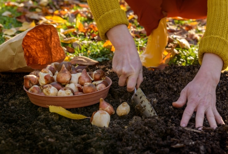 Personne en train de planter des bulbes de fleurs Personne en train de planter des bulbes de fleurs