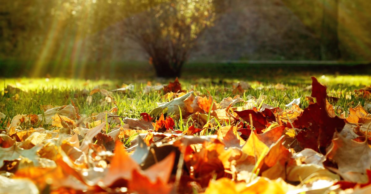 Liste des travaux pour l’entretien de la maison à l’automne