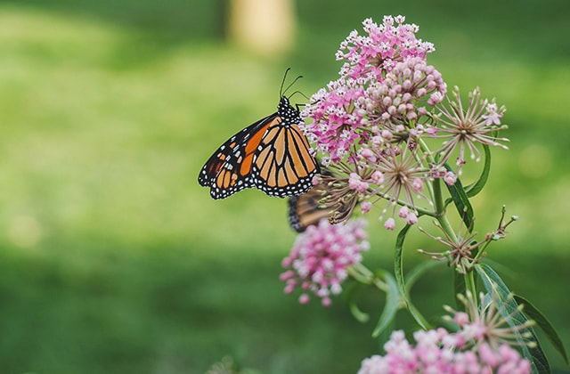 Papillon monarque butinant dans des fleurs d’asclépiade
