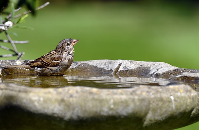 Oiseau se rafraîchissant dans un bain d’oiseau Oiseau se rafraîchissant dans un bain d’oiseau