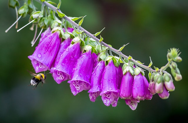 Purple foxgloves with a bee