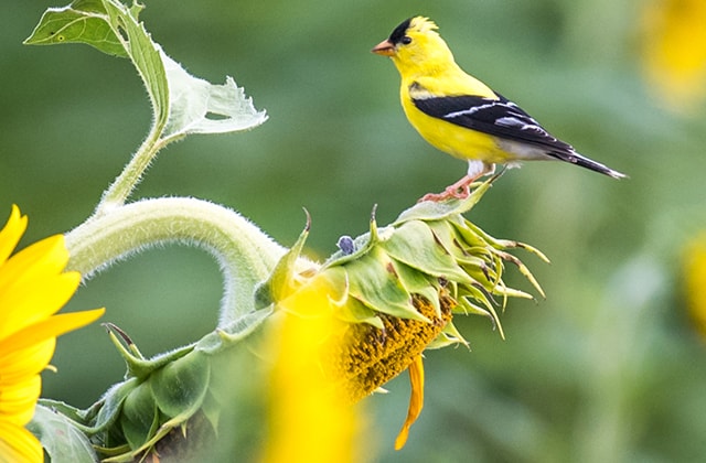 Yellow bird perched on a sunflower