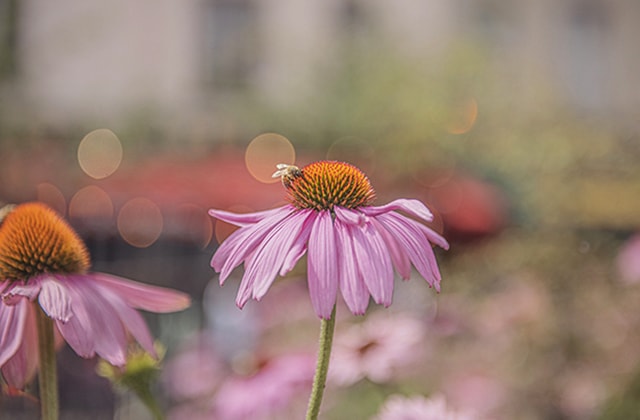 Abeille sur une fleur d’échinacée rose-mauve Abeille sur une fleur d’échinacée rose-mauve