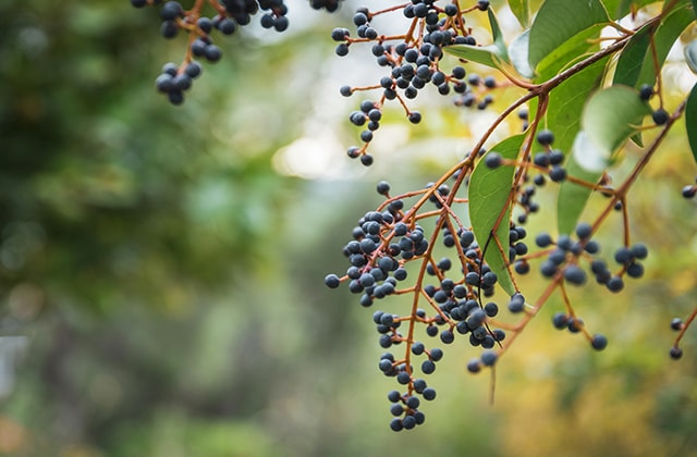 Branch covered in elder berries Branch covered in elder berries