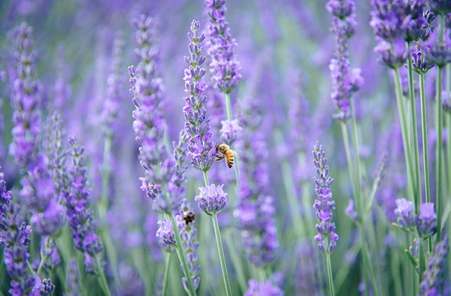 Champ de lavande avec une abeille Champ de lavande avec une abeille