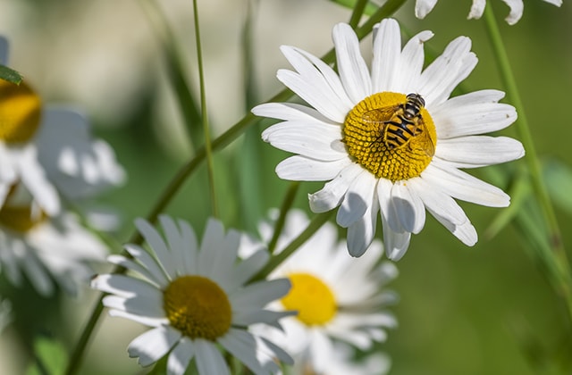 Abeille butinant dans une marguerite Abeille butinant dans une marguerite