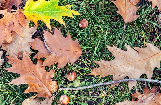 Grass covered with oak leaves and acorns Grass covered with oak leaves and acorns