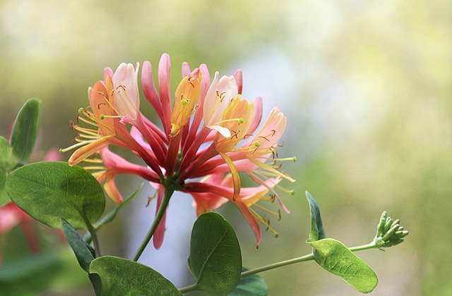 Pink honeysuckle flower Pink honeysuckle flower