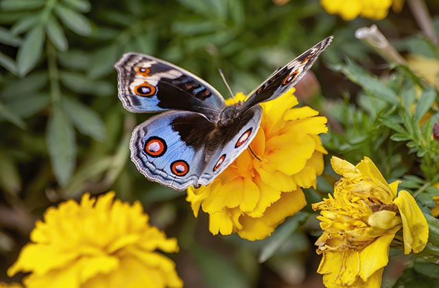 Papillon en train de butiner sur une fleur jaune