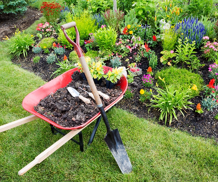 Wheelbarrow with soil in front of a flower bed
