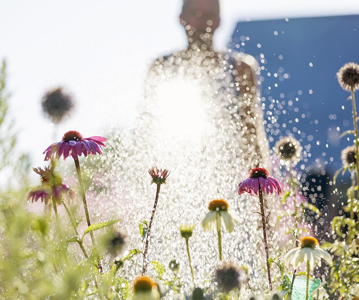 Person watering a flower garden