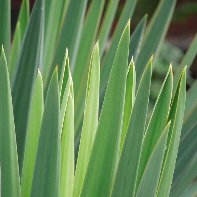 Close up of a yucca plant