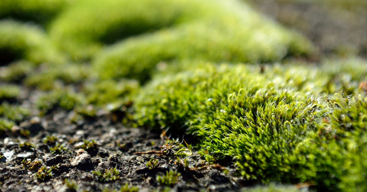 How to Get Rid of Moss in Your Lawn | RONA