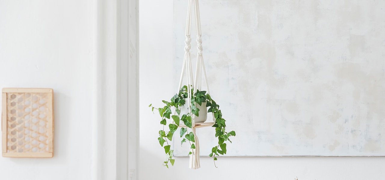 Plante suspendue au plafond Plante suspendue au plafond