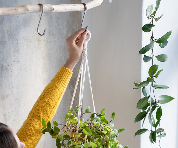 The Ultimate Guide to Hanging Plants RONA