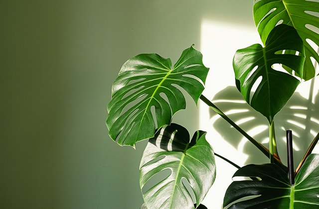 Entretien du monstera : Le guide pour en prendre soin – La Belle Bouse