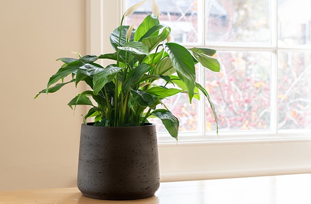 Comment bien entretenir les plantes vertes d'intérieur?