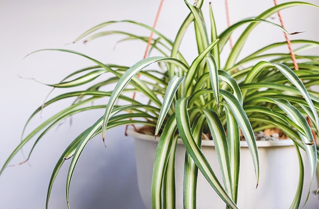 How To Keep Cats Away From Houseplant? Use These Amazing Simple Tricks! (2021) 7 Keep Cats Away From Houseplant 2