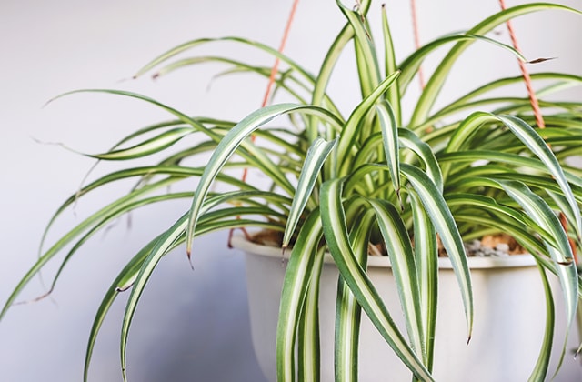 Plantes d'intérieur au feuillage panaché, très déco - Elle Décoration