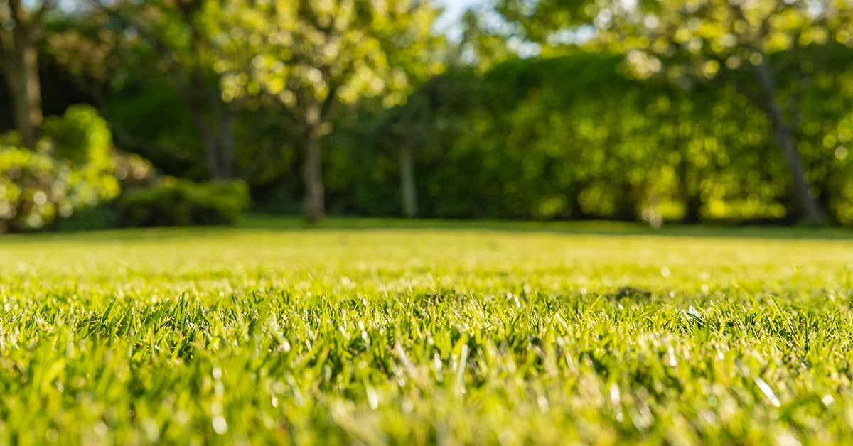 7 règles simples pour l’entretien de la pelouse