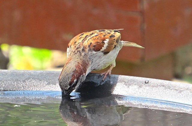 Bird drinking water from a birdbath Bird drinking water from a birdbath