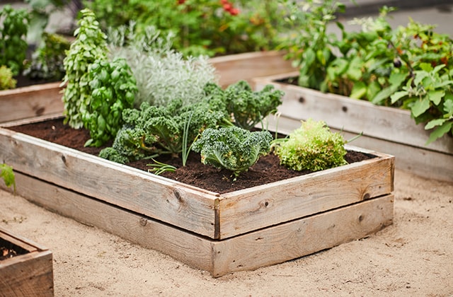 Planter boxes made of cedar wood Planter boxes made of cedar wood