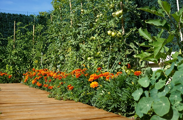 Tomato plants with a row of orange flowers