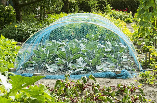 Cabbages covered by garden netting